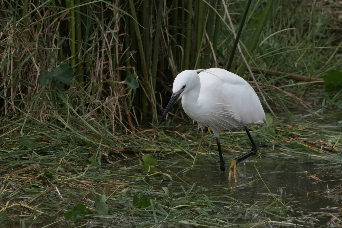 Little Egret [Egretta garzetta] in Ngorongoro Crater, Tanzania