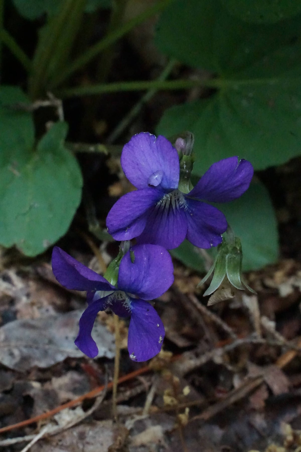 Blue violets [Viola sororia]