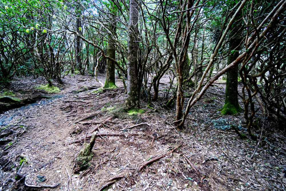 Mountains to Sea Trail near Silvermine Bald