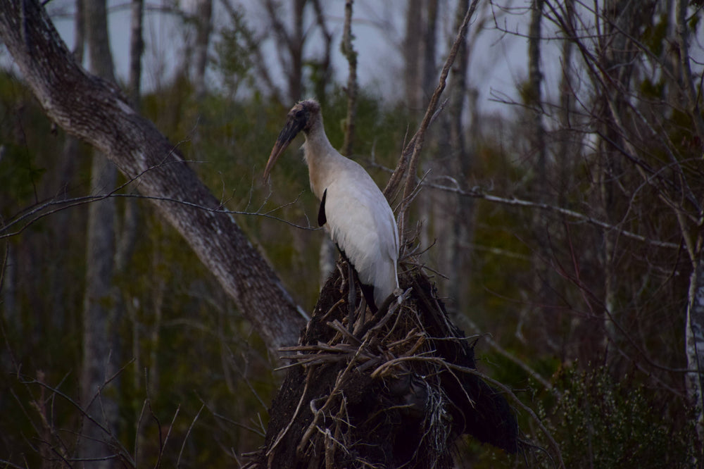 Northern Wood Stork [Mycteria americana]
