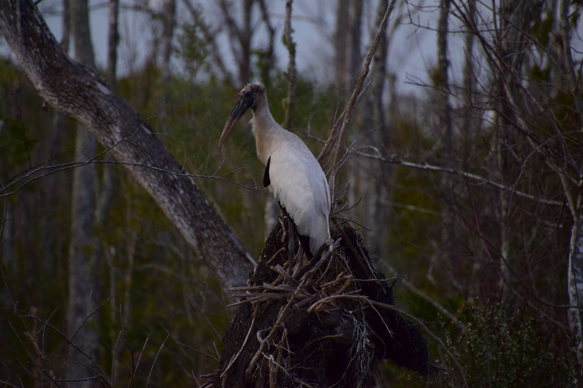 Northern Wood Stork [Mycteria americana]
