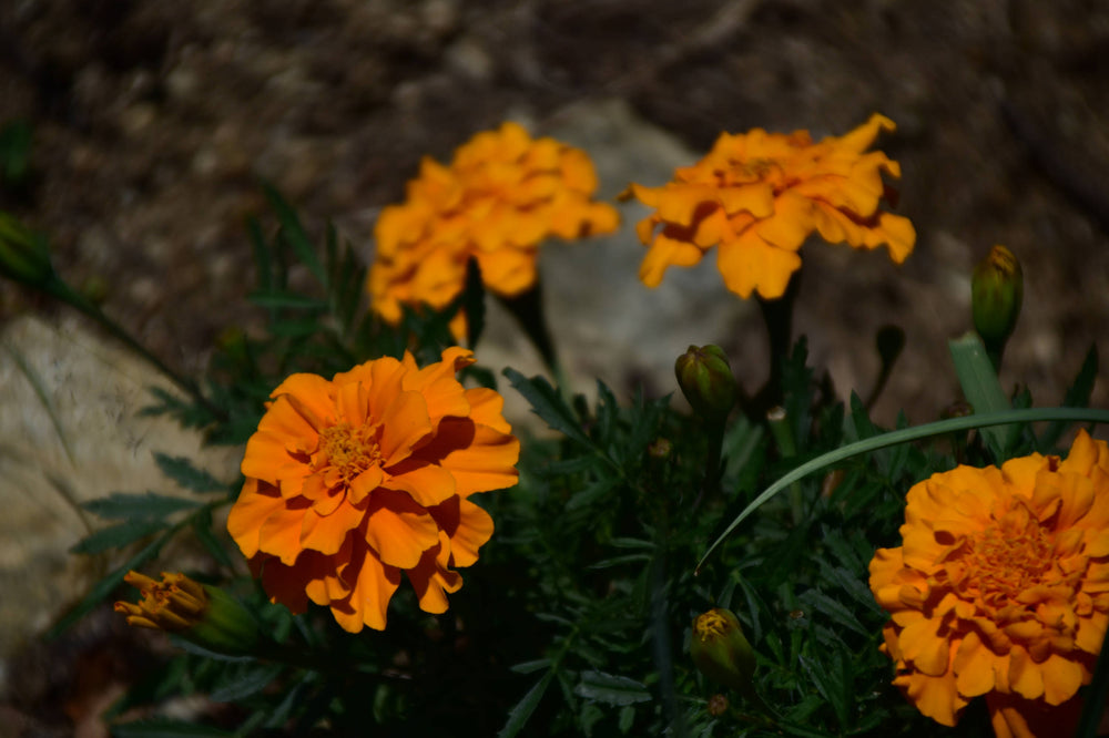 African Marigold [Tagetes erecta]
