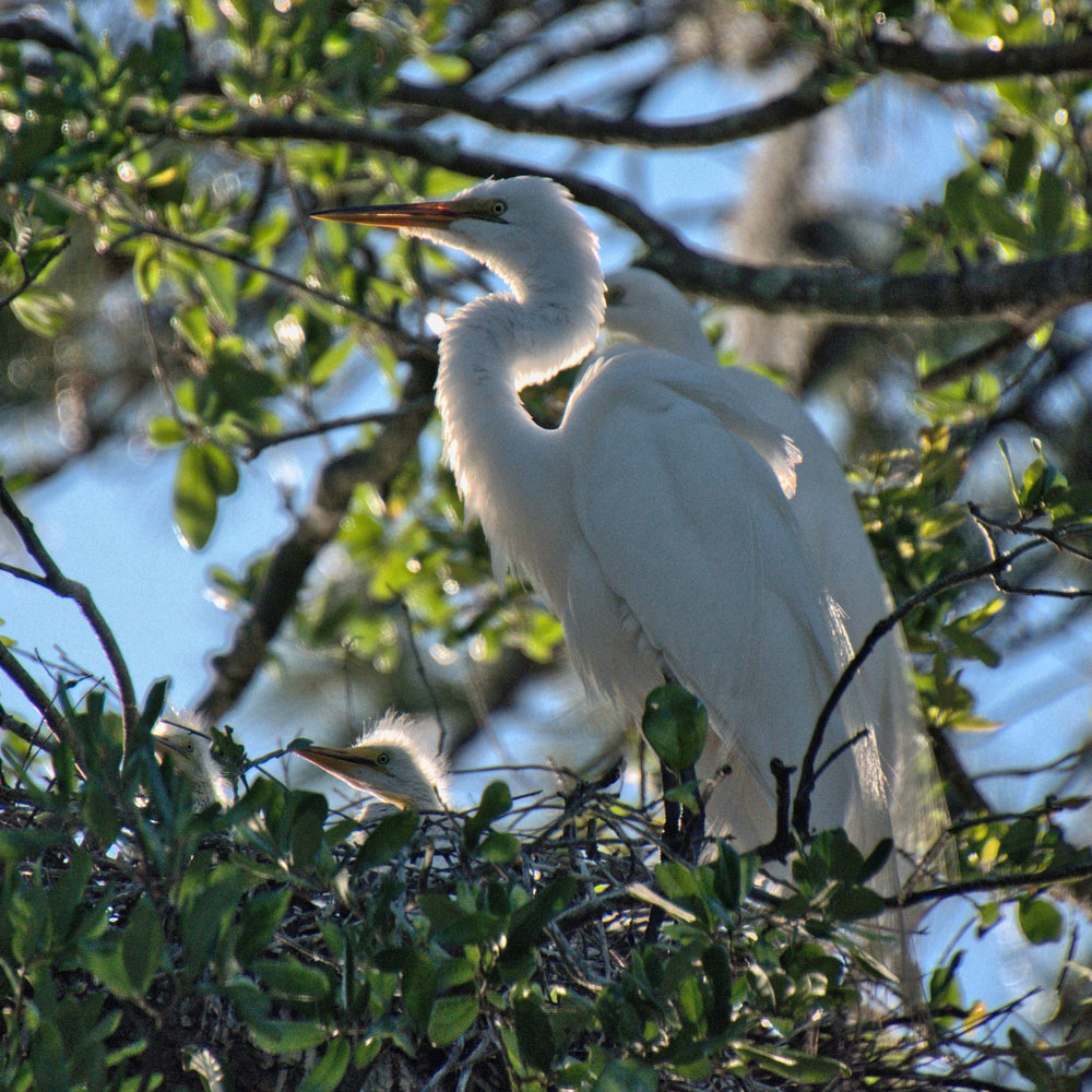 Great Egret [Ardea alba]
