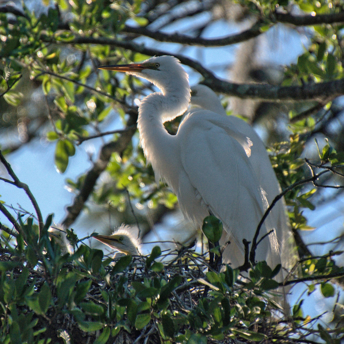 Great Egret [Ardea alba]