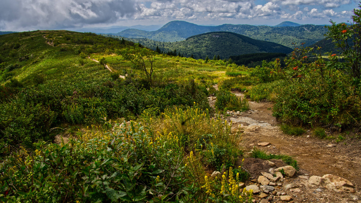 Mt. Hardy from Art Loeb Trail on Black Balsam Knob