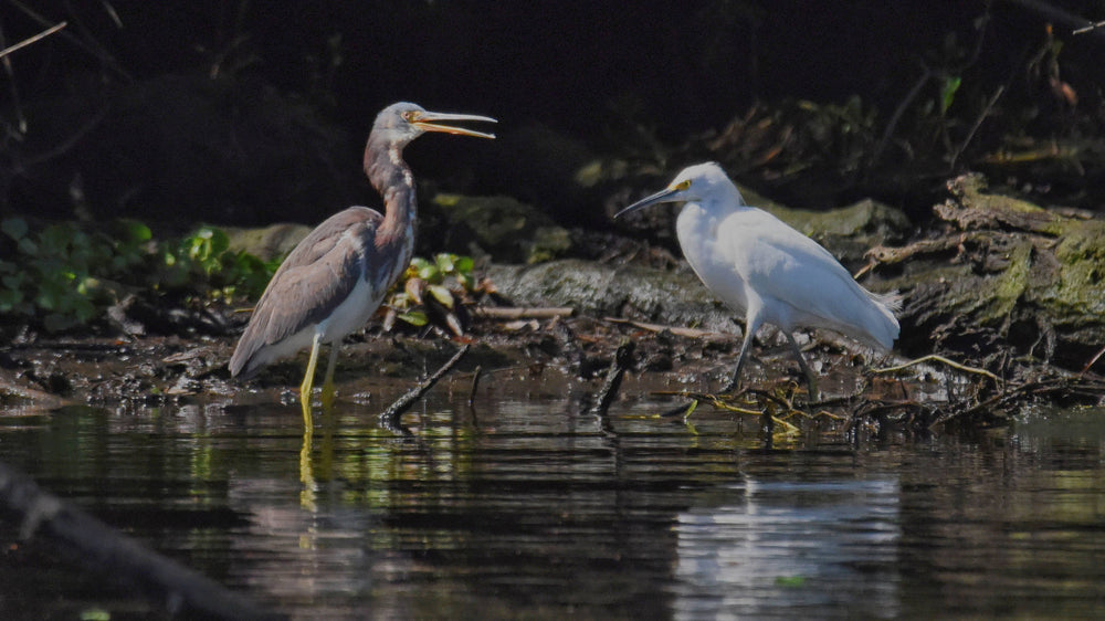 Bird Talk