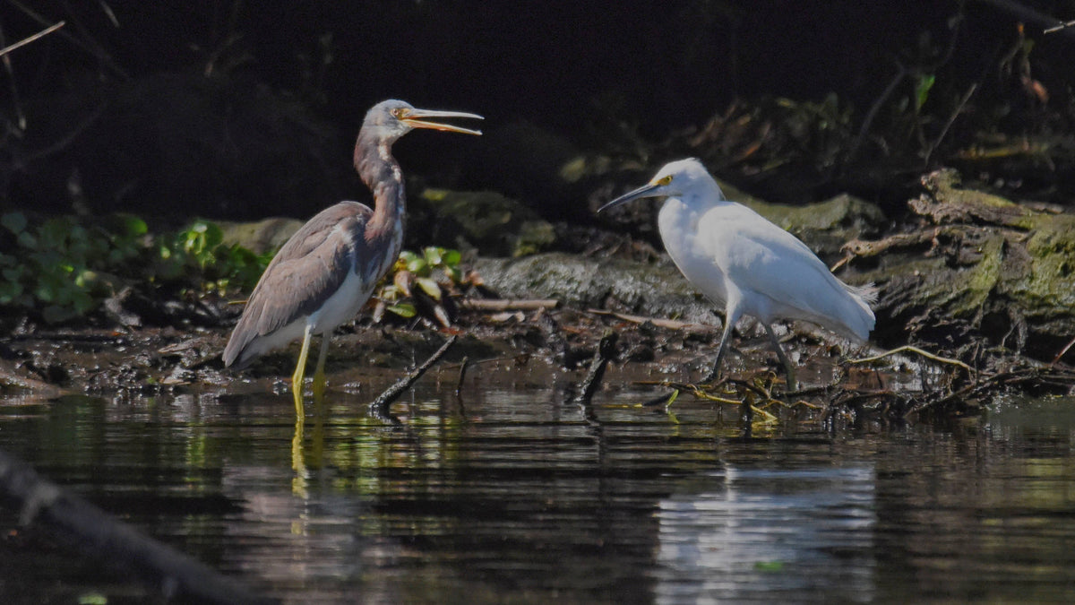 Bird Talk