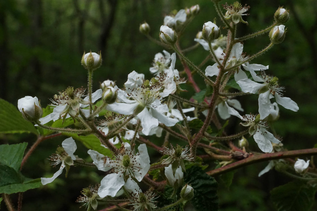 Eastern blackberry [Rubus pennsilvanicus]