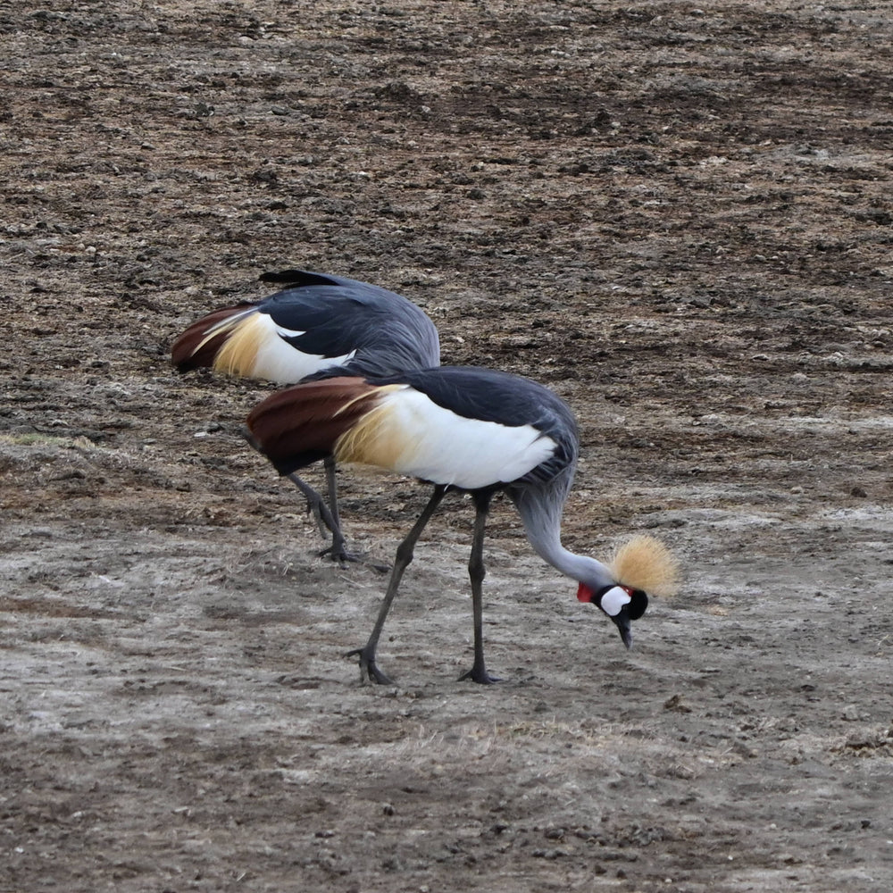 Grey Crowned Crane [Balearica regulorum], Ngorogoro Crater, Tanzania