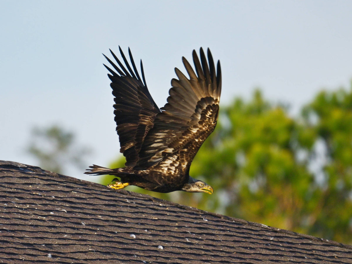 Bald Eagle [Haliaeetus leucocephalus]