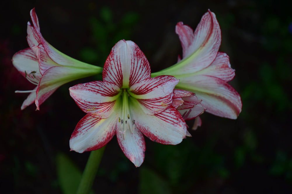 Amaryllis Barbados Lily [Hippeastrum striatum]