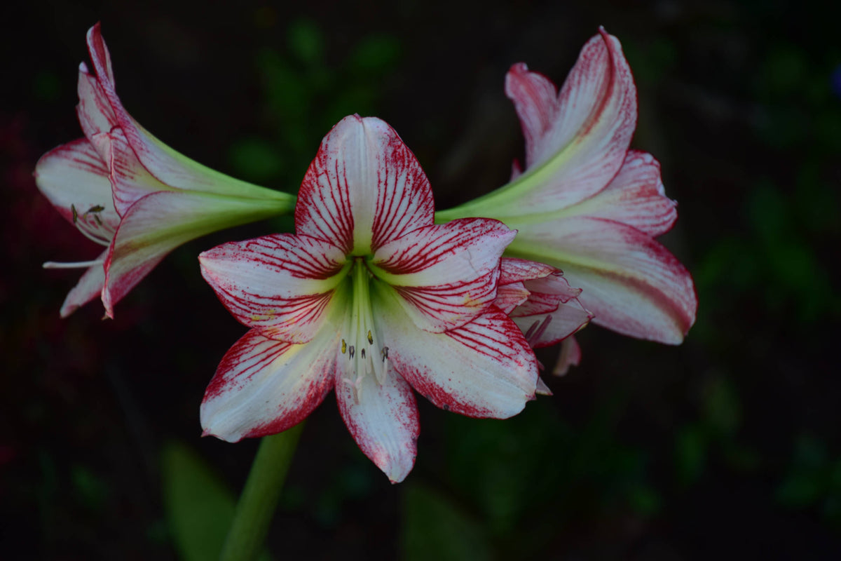 Amaryllis Barbados Lily [Hippeastrum striatum]