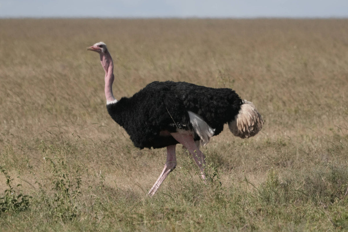 Common Ostrich [Struthio camelus] in the Serengeti, Tanzania