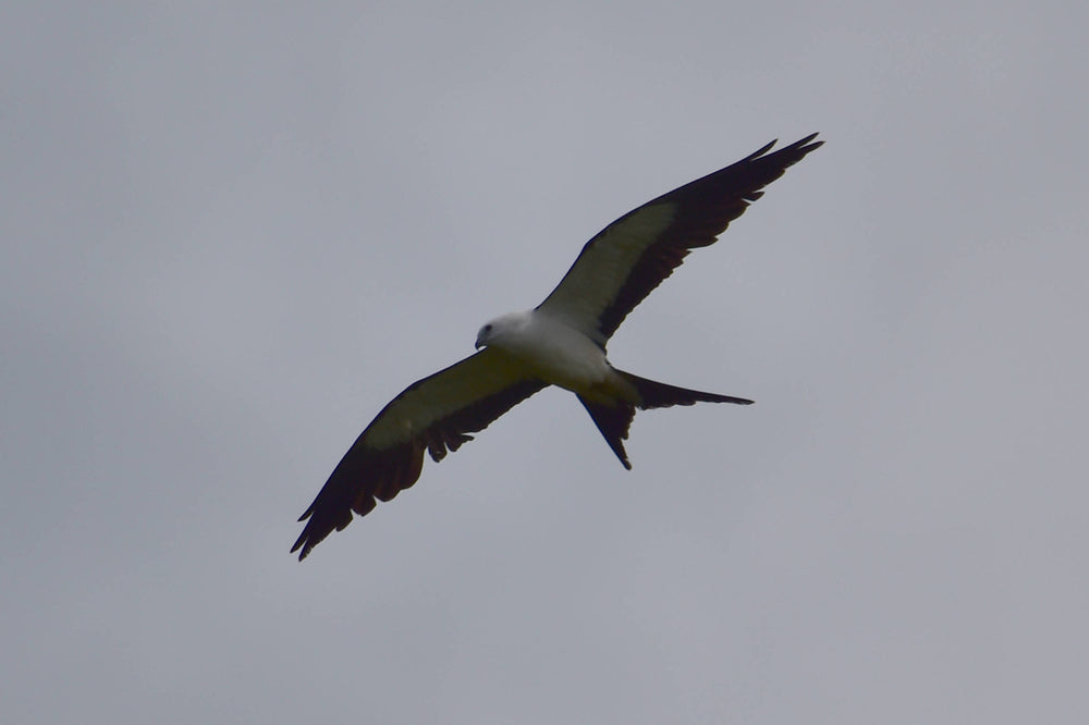 Mississippi Kite [Ictinia mississippiensis]