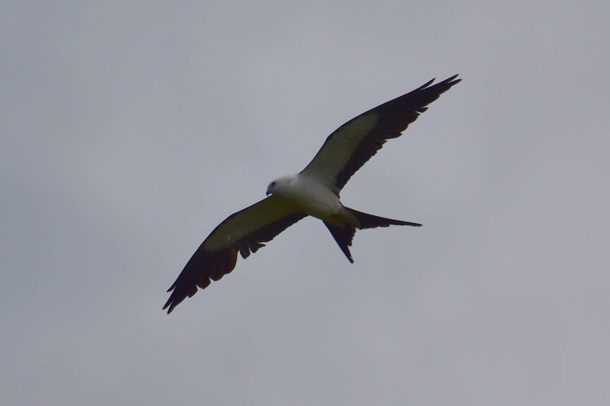Mississippi Kite [Ictinia mississippiensis]