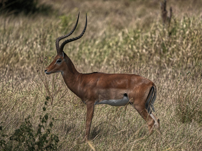 Impala [Aepyceros melampus], Serengeti, Tanzania