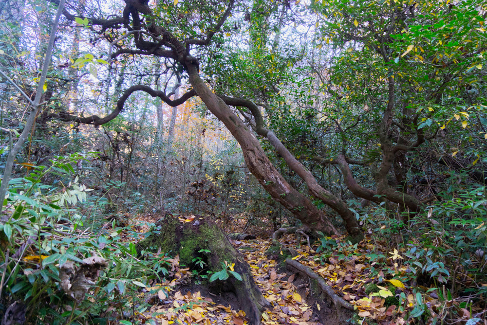 Twin Falls Trail, Pisgah National Forest