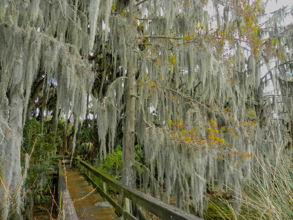 Spanish Moss [Tillansia unsneoides], Mt. Dora