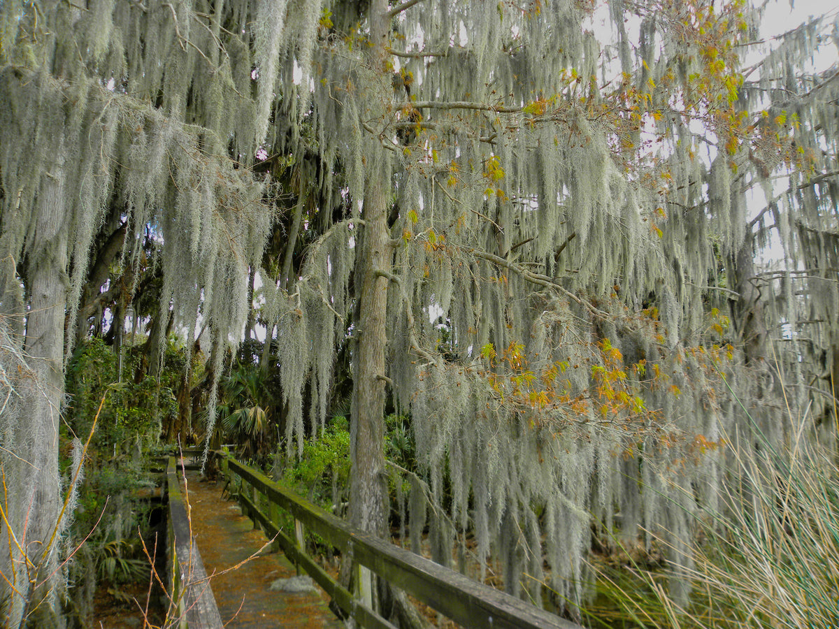 Spanish Moss [Tillansia unsneoides], Mt. Dora