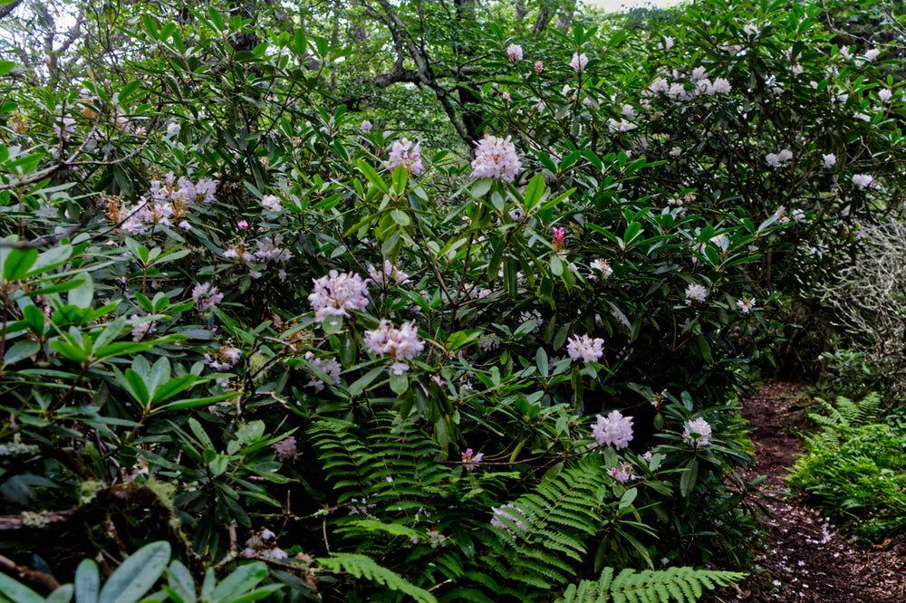 Rosebay Rhododendron [R. maximum] on Pilot Rock Trail