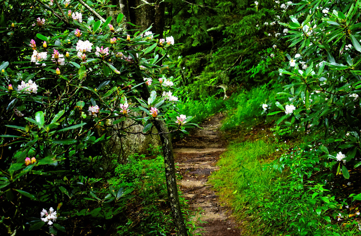 Rosebay Rhododendron [Rhododendron maximum], Mts. to Sea Trail