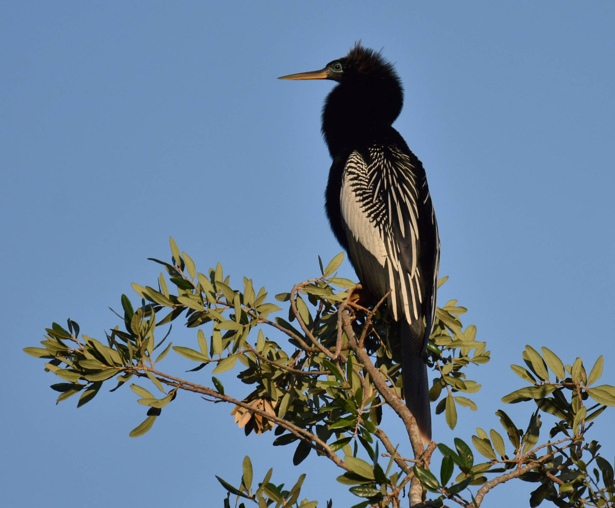 Anhinga Juvenile Male [Anhinga anhinga]