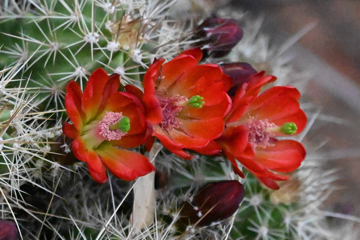 Claret Cup Cactus [Echinocereus triglochidiatus]