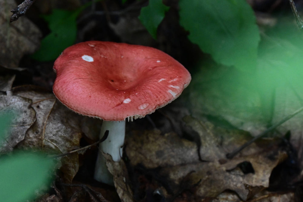 Vomiting Russula [Russula emetica]