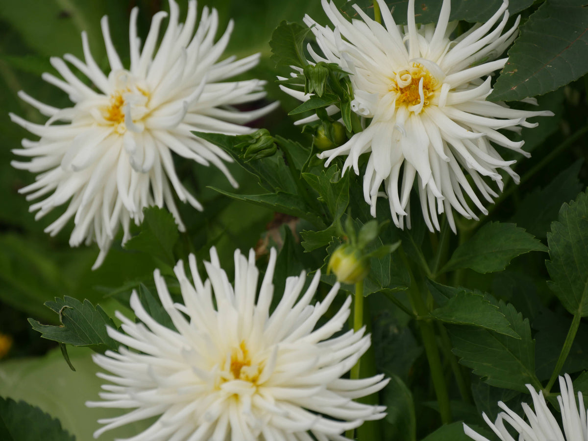 White Spider Mum [Chrysanthemum morifolium]