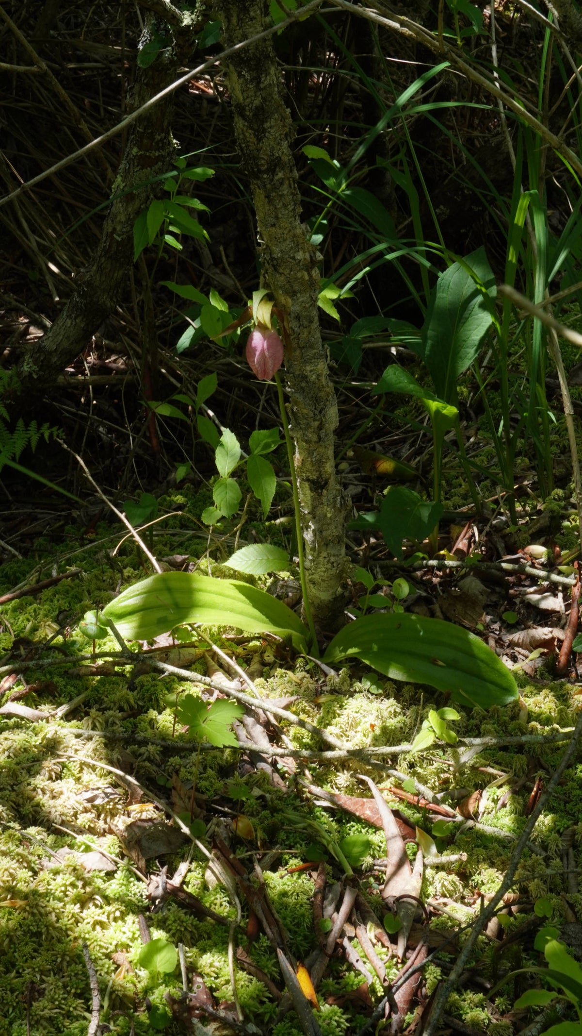 Pink Ladyslipper [Cypripedium acaule]