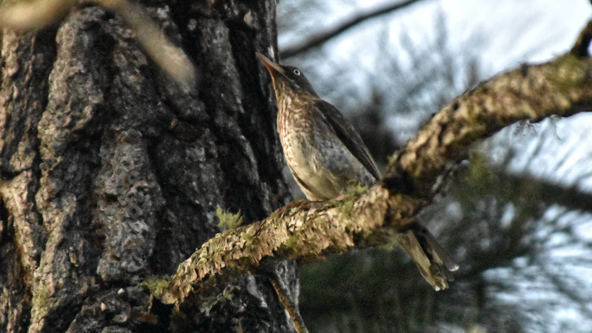Pearly-eyed Thrasher [Margarops fuscatus]