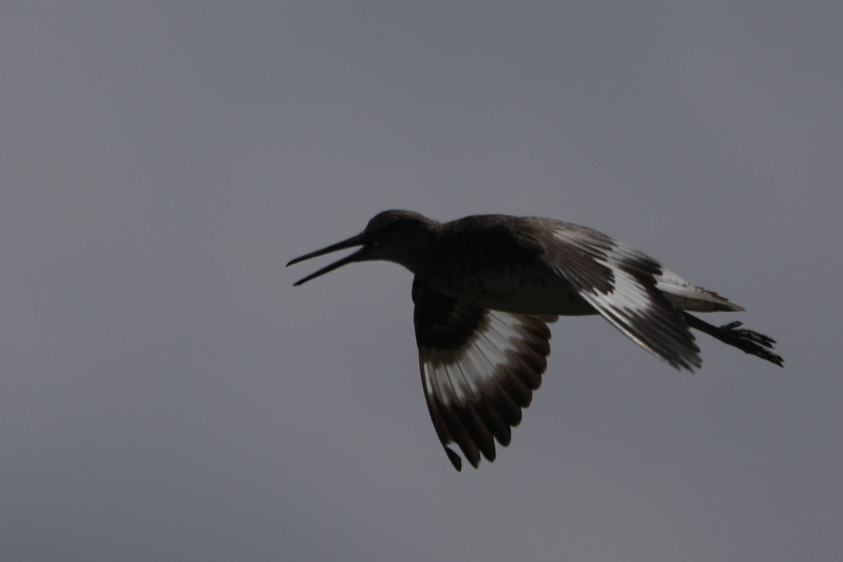 Willet [Tringa semipalmata] at Duval Co. Intracostal Waterway