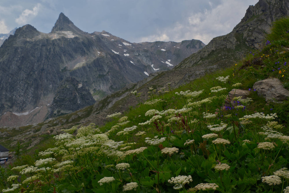 Flower Hillside near Chamonix