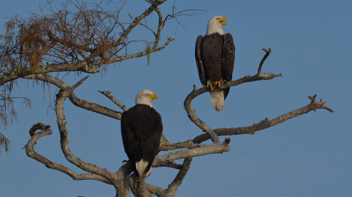 Bald Eagle [Haliaeetus leucocephalus]