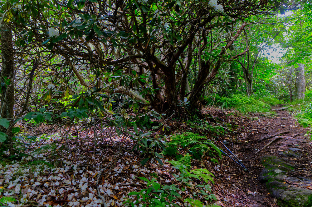 Pilot Rock Trail near Little Bald