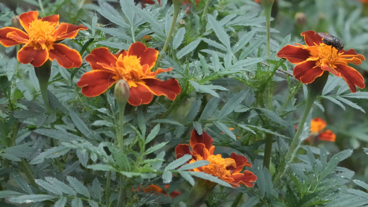 African Marigold [Tagetes erecta],