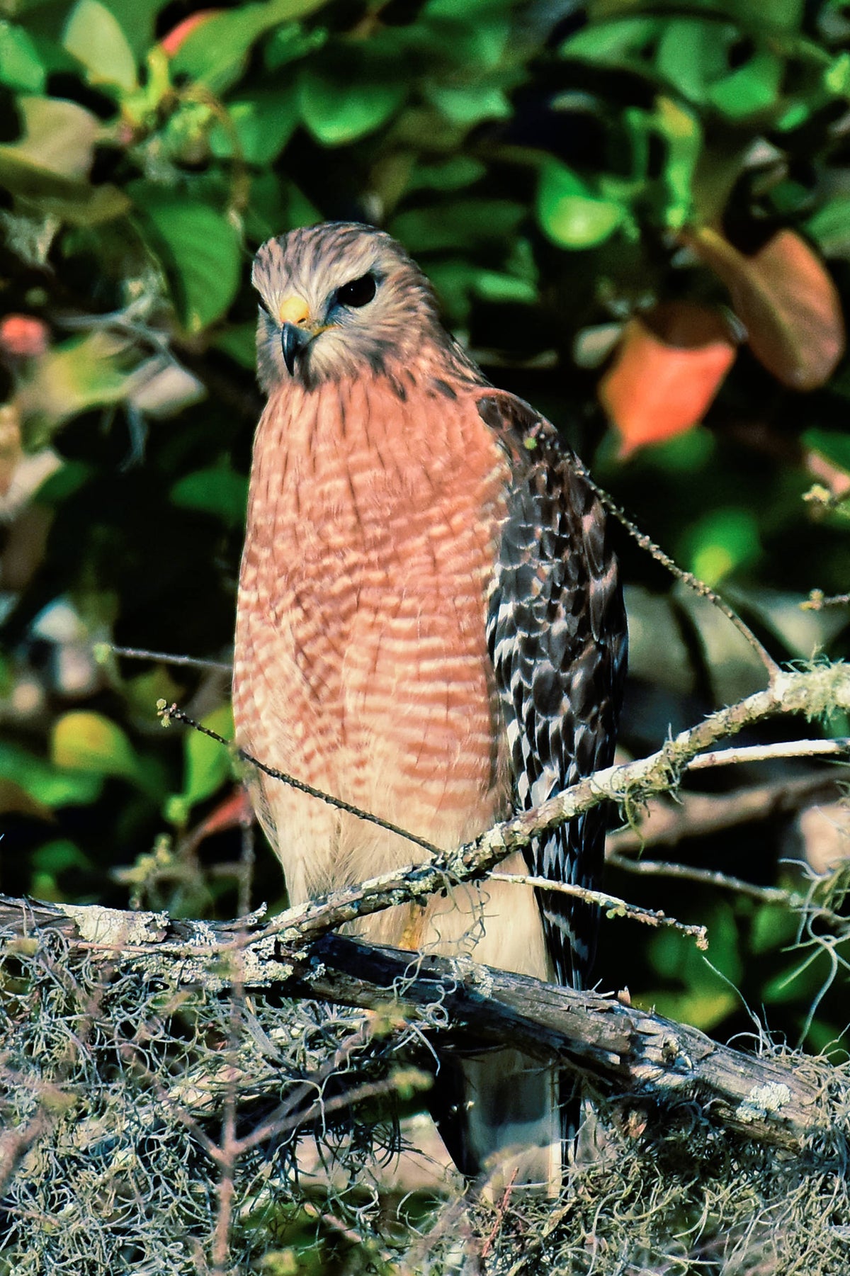 Red-Shouldered Hawk [Buteo lineatus]