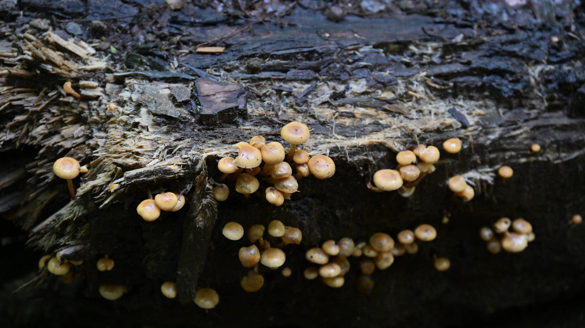 Common Bird's Nest Fungus [Crucibulum laeve]