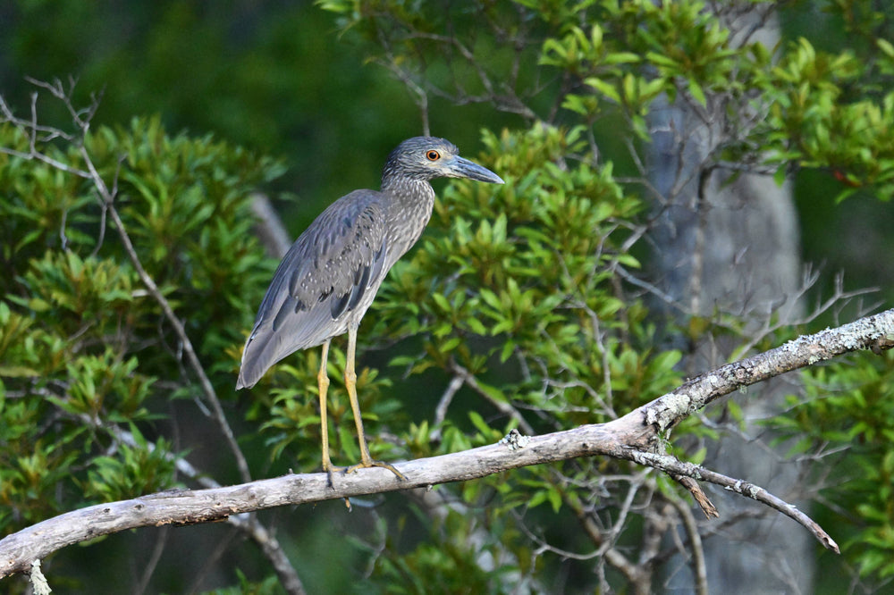 Yellow-Crowned Night Heron [Nictanassa violacea]