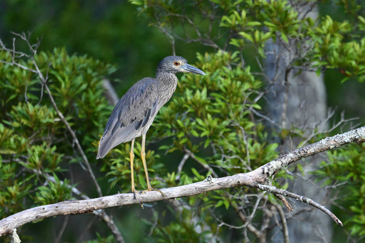 Yellow-Crowned Night Heron [Nictanassa violacea]