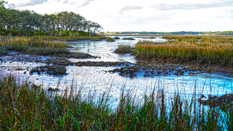 Oyster Beds at Betz-Tiger Point Preserve, Duval Co.