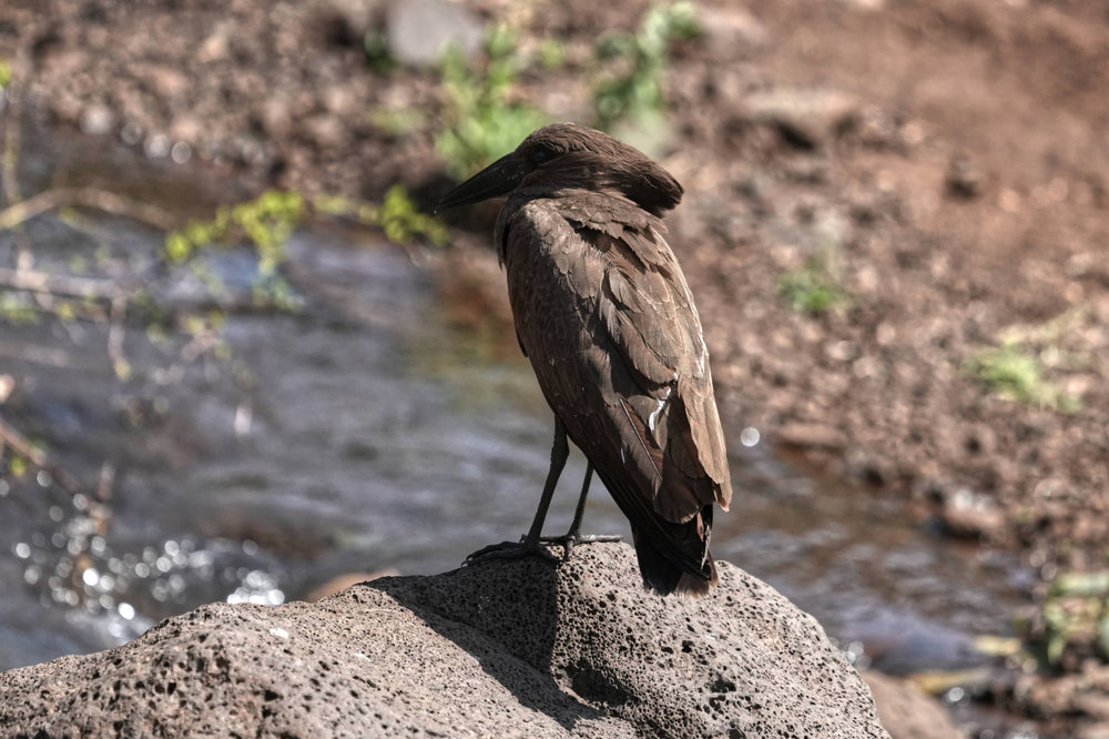 Hamerkop [Scopus umbretta] in, Tanzania