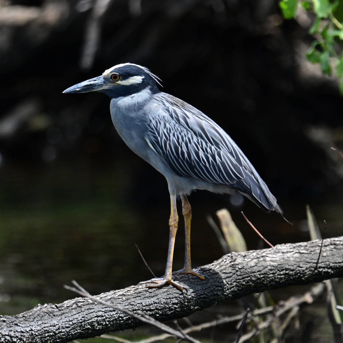 Yellow-Crowned Night Heron [Nictanassa violacea]