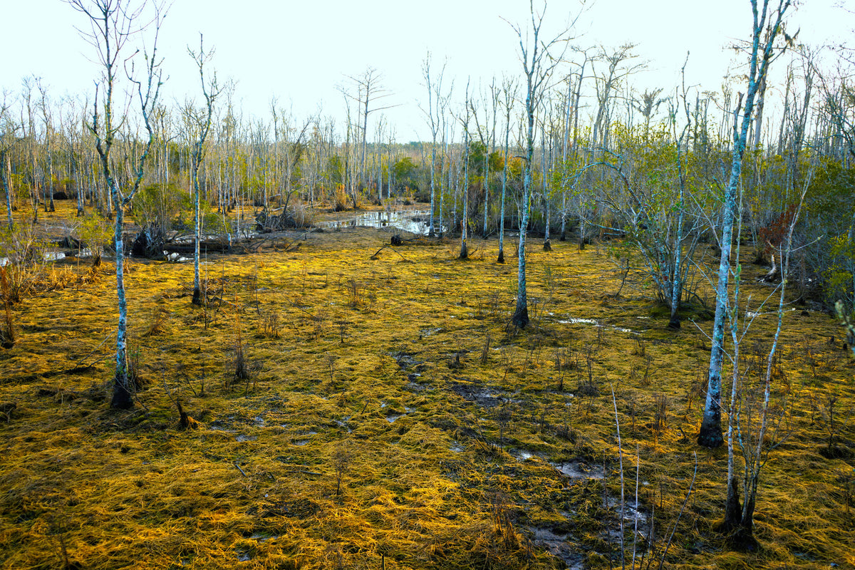 Ortega Wetlands, Duval County, Florida