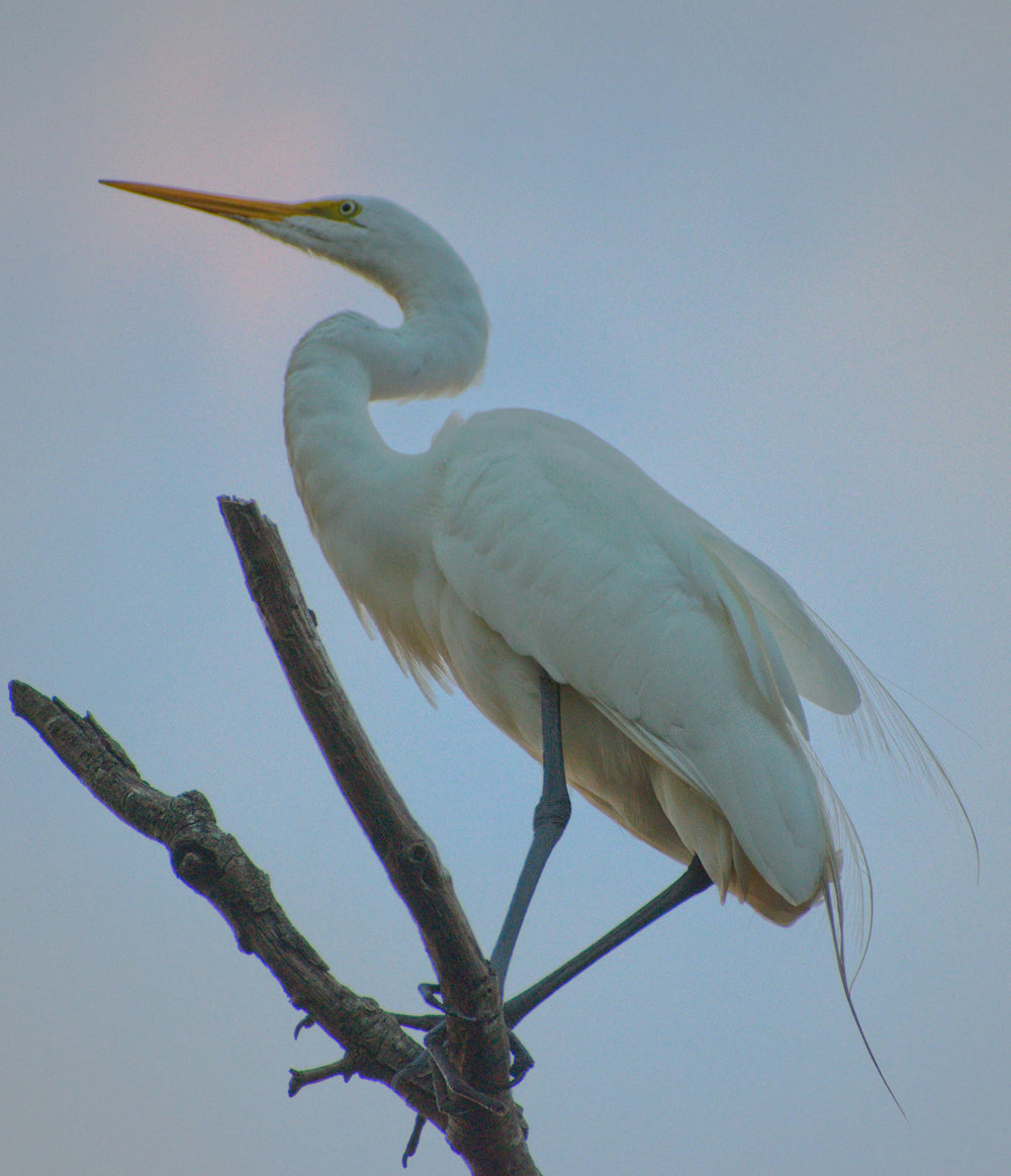 Great Egret [Ardea alba]
