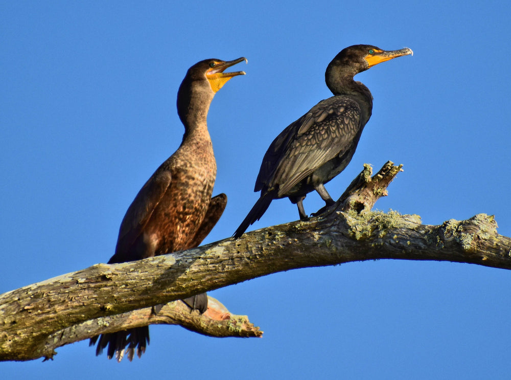 Double-Crested Cormorant [Nannopterum auritum]