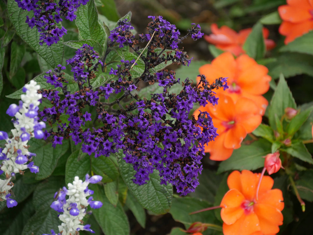 A bouquet of flowers in Northern France