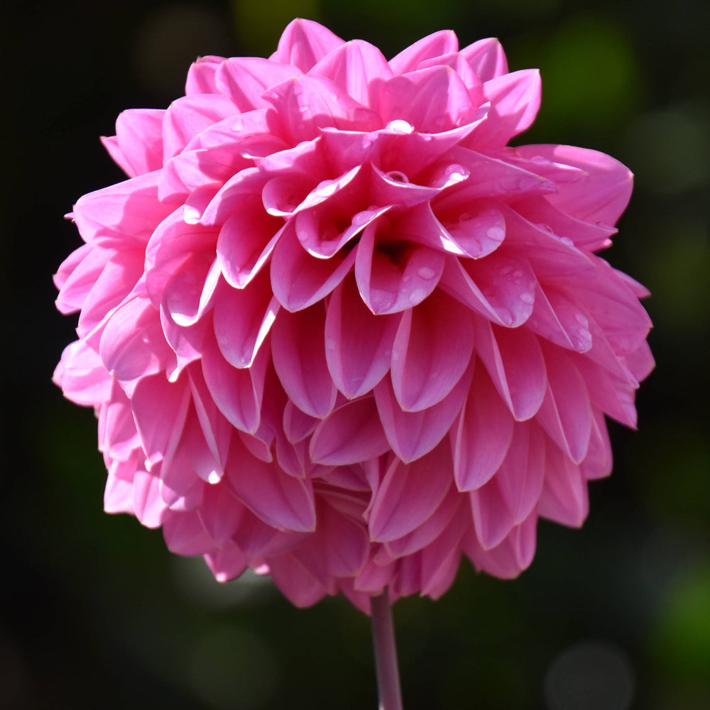 Pink Dahlia  [Dahlia pinnata]