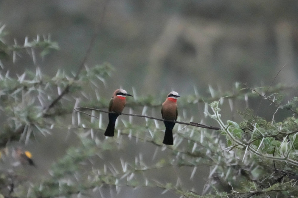 White-fronted Bee-eater [Merops bullockoides], Ngorongoro