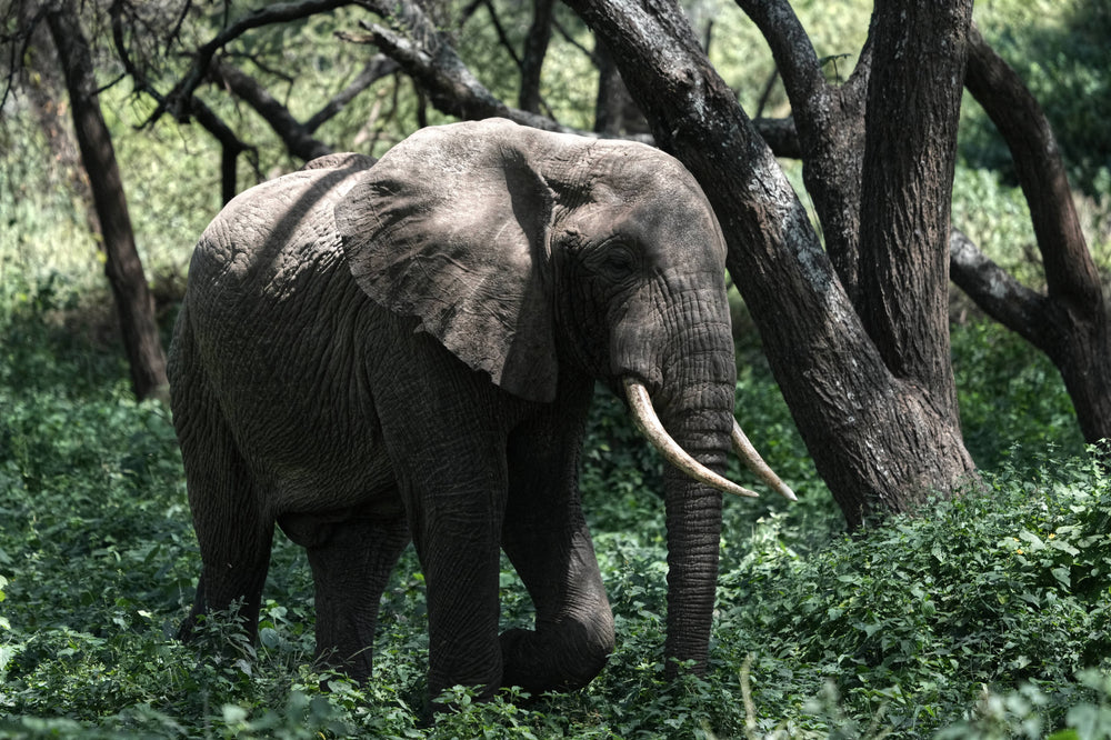 African Bush Elephant, [Loxodonta africana], Tanzania
